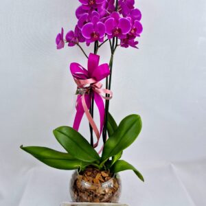 Orquídea Média no Vidro e Chocolate